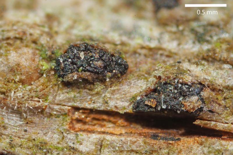 macrostoma