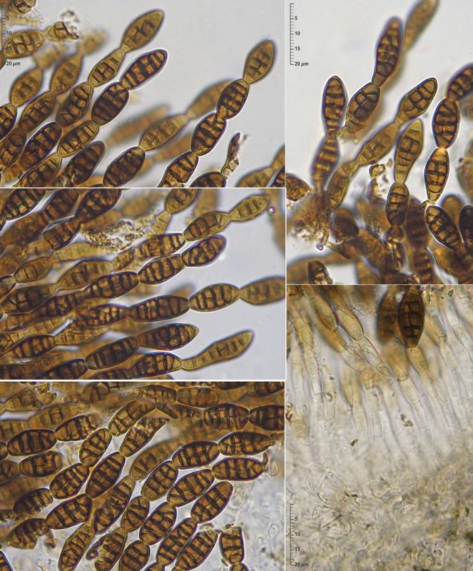 macrostoma