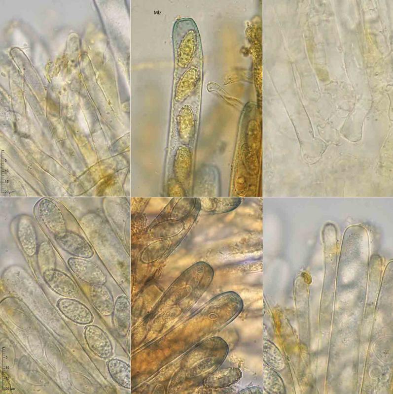 macrostoma