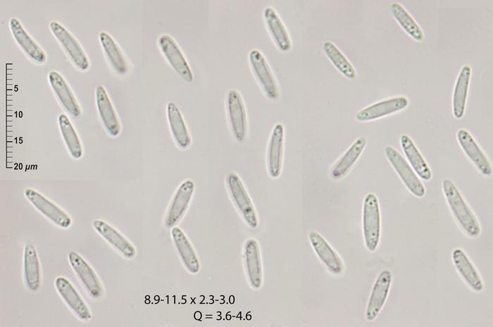 macrostoma