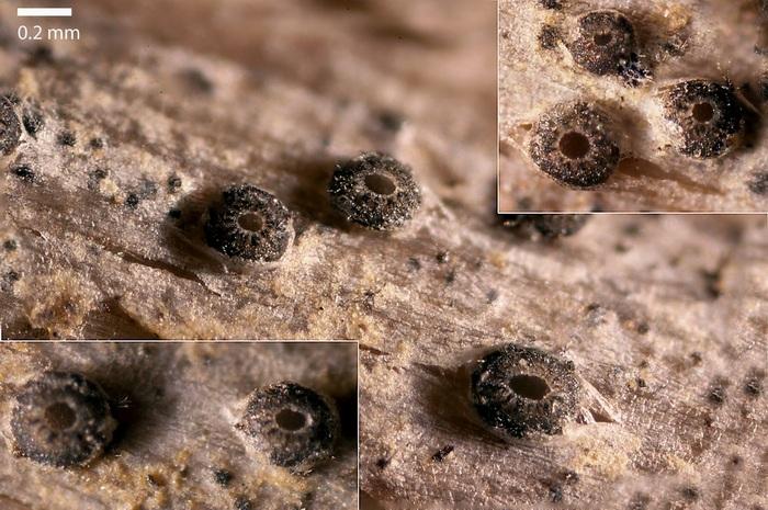 macrostoma