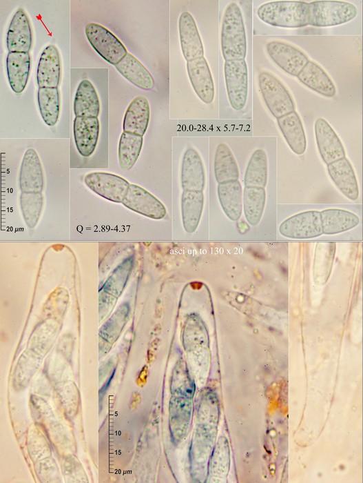 macrostoma