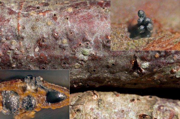 macrostoma