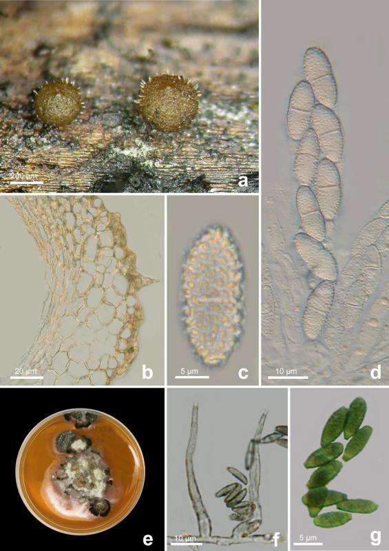 macrostoma