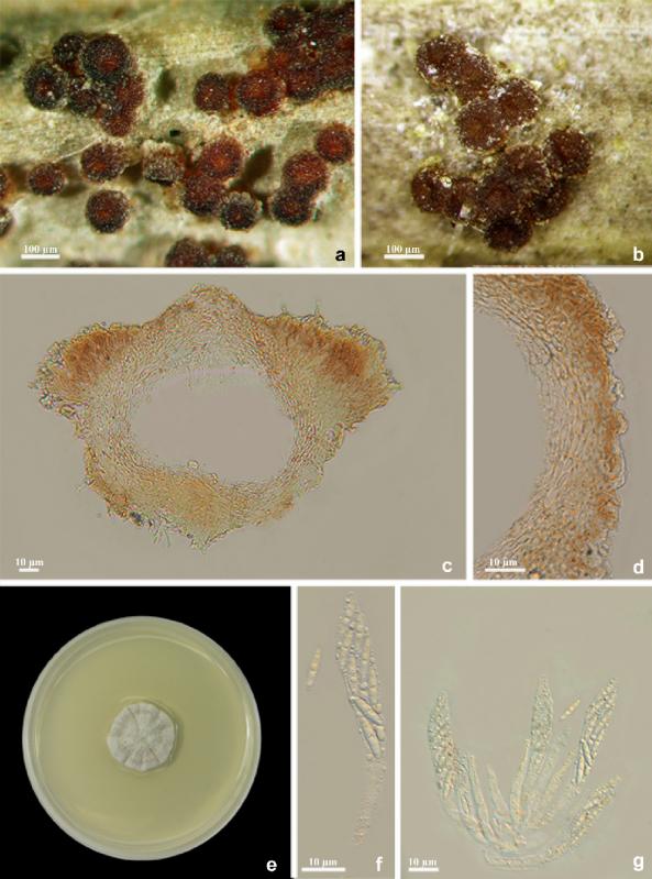 macrostoma