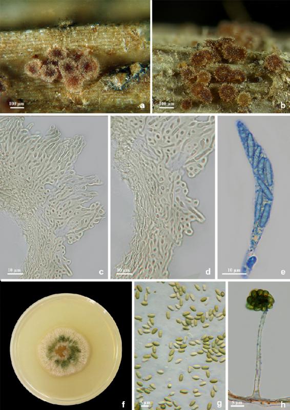 macrostoma