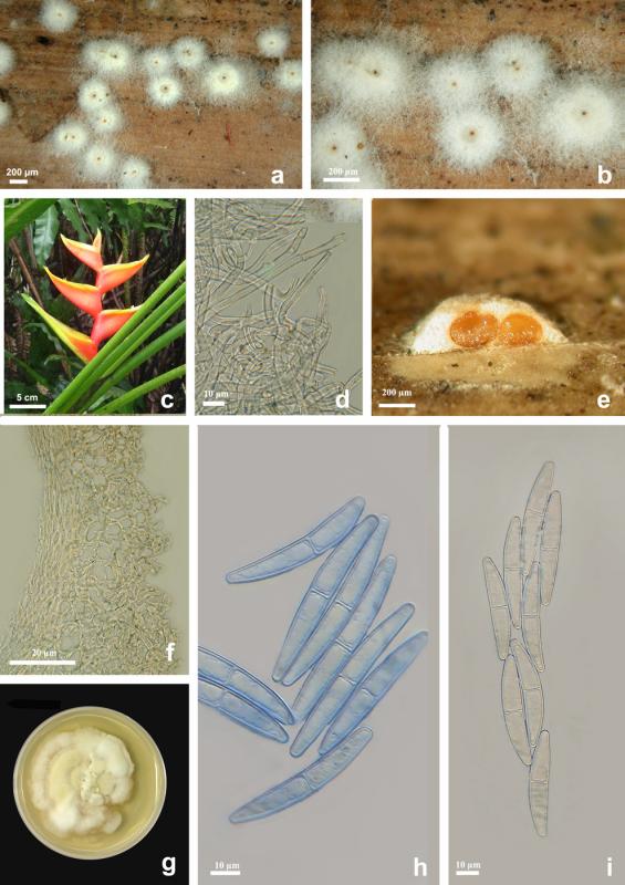 macrostoma