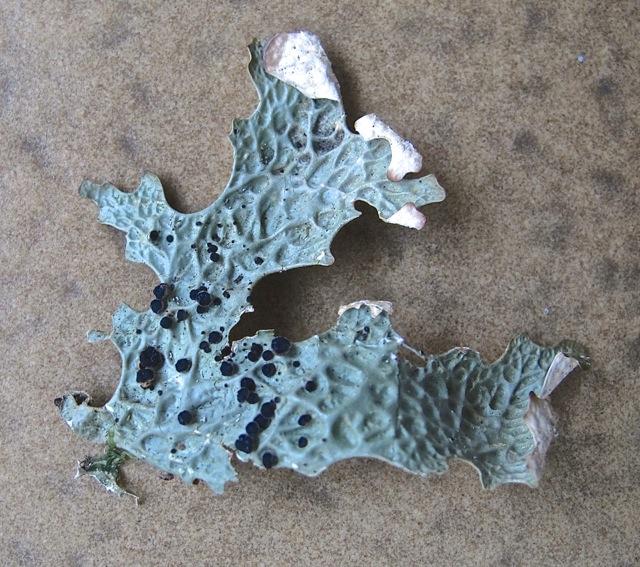 macrostoma