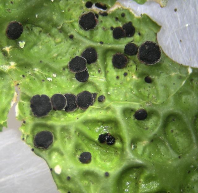 macrostoma