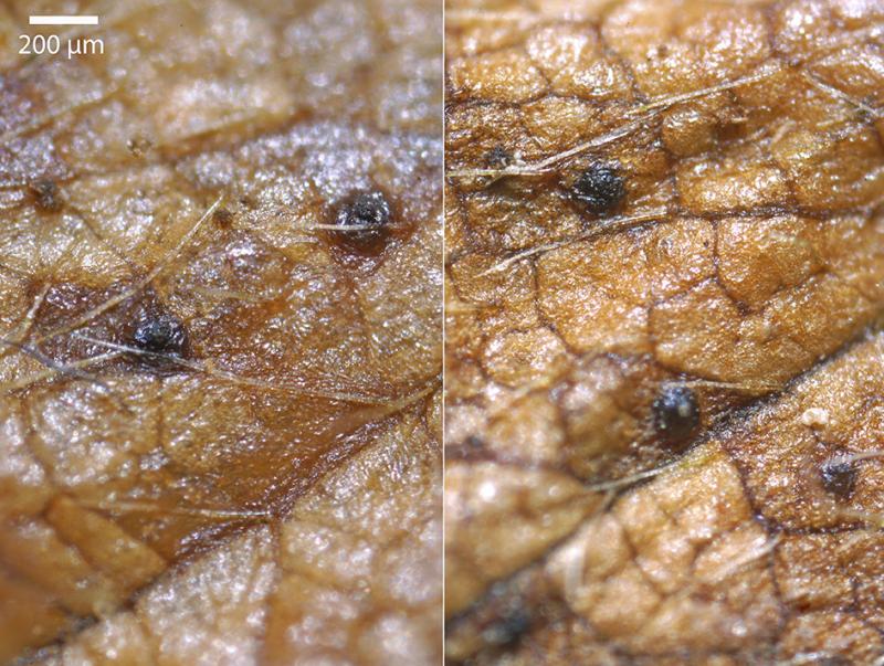 macrostoma