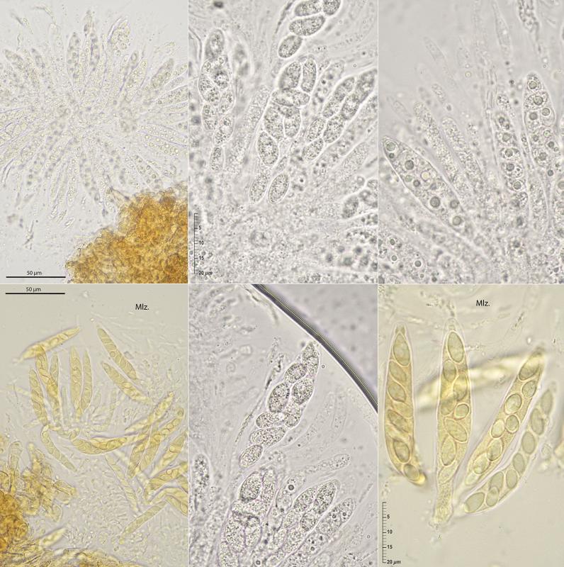 macrostoma
