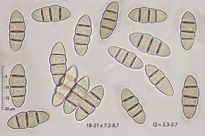 macrostoma