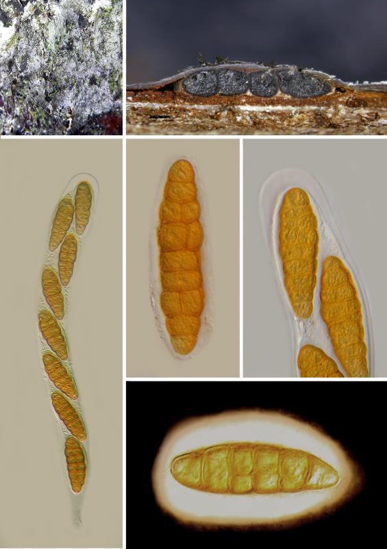 macrostoma