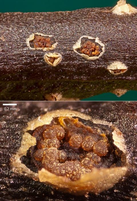 macrostoma