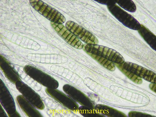 macrostoma