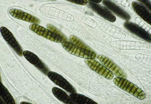 macrostoma