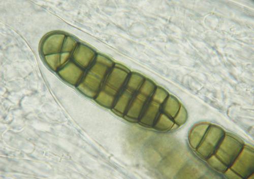 macrostoma