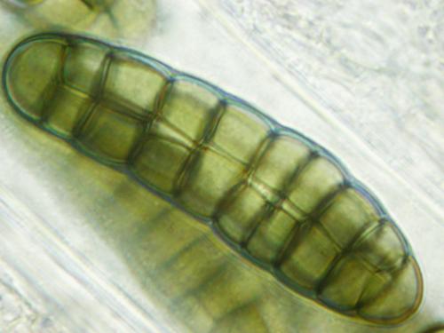 macrostoma