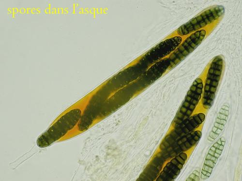 macrostoma