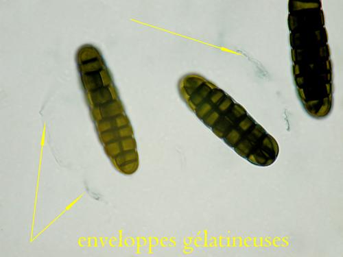 macrostoma