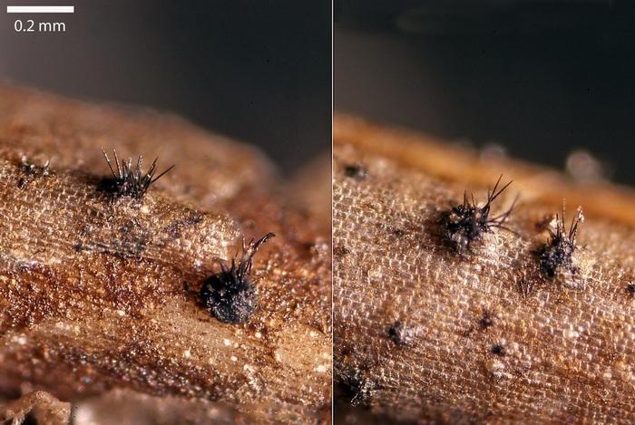 macrostoma