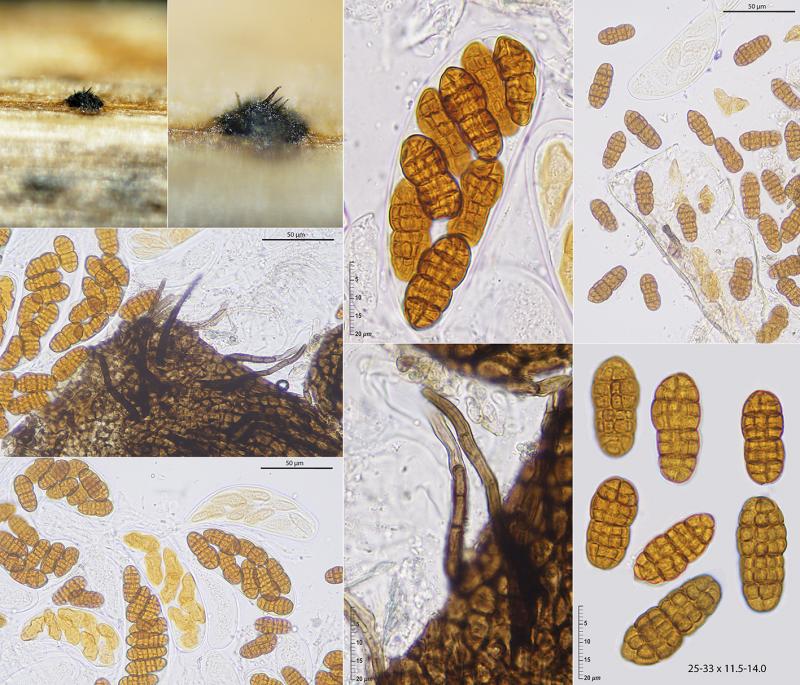 macrostoma