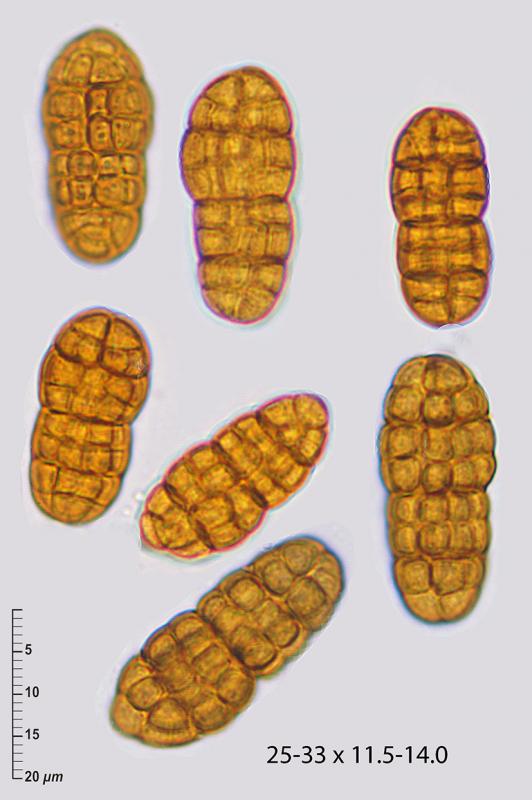 macrostoma