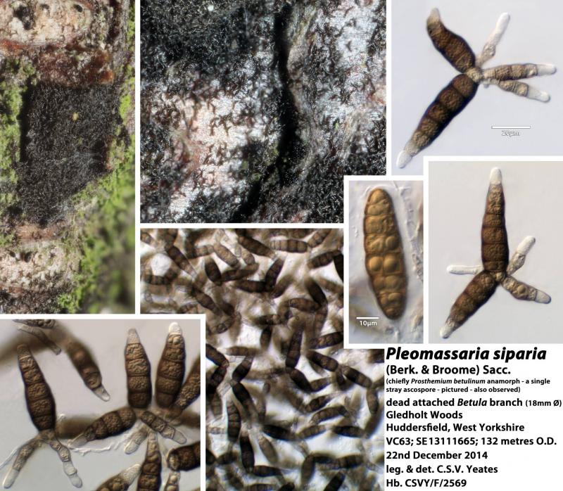 macrostoma