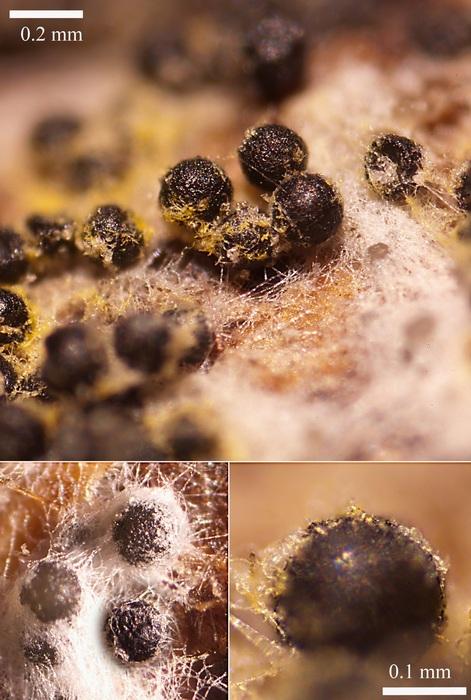 macrostoma