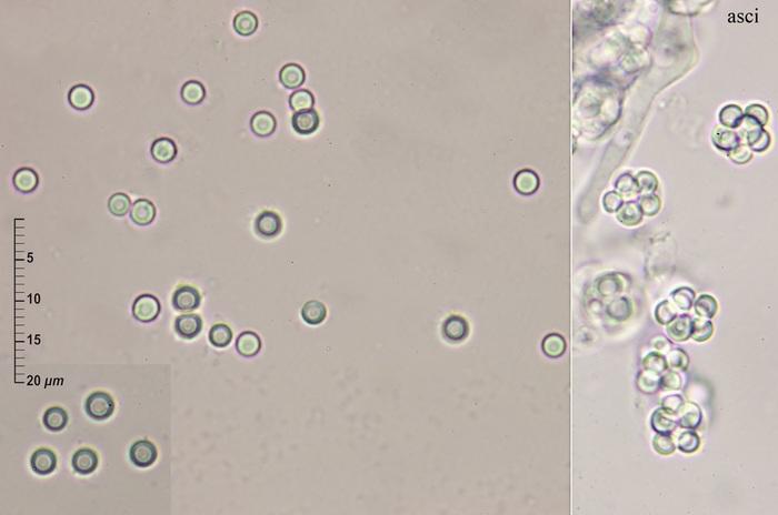 macrostoma
