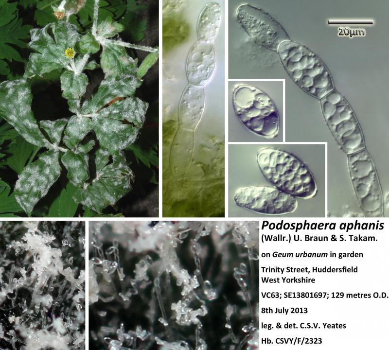 macrostoma
