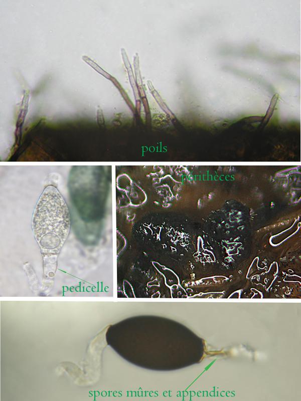 macrostoma