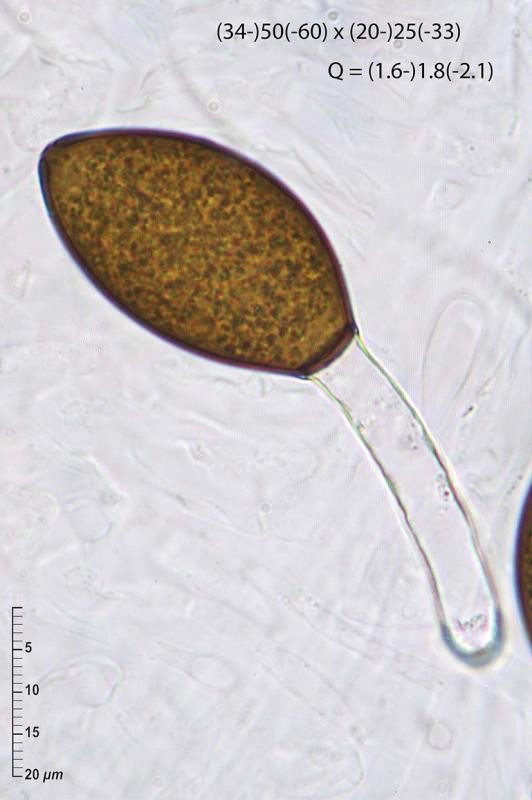 macrostoma