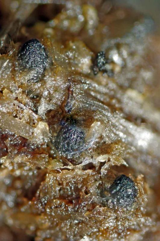 macrostoma