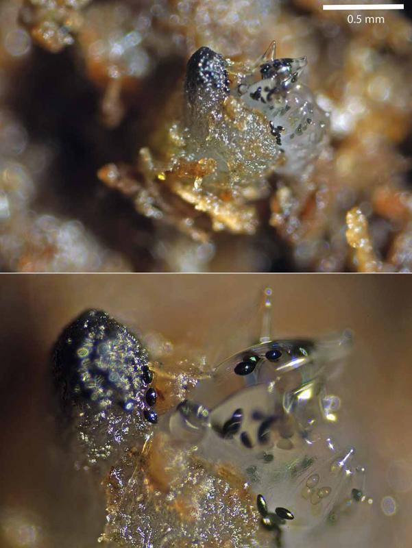 macrostoma