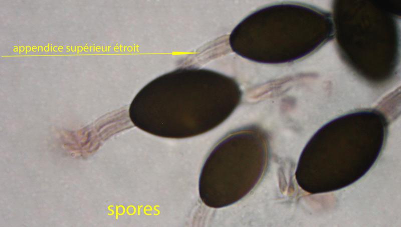 macrostoma