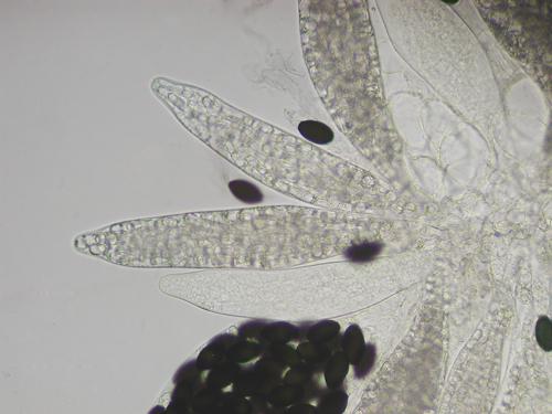macrostoma