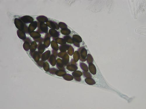 macrostoma
