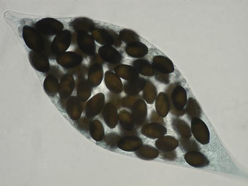 macrostoma