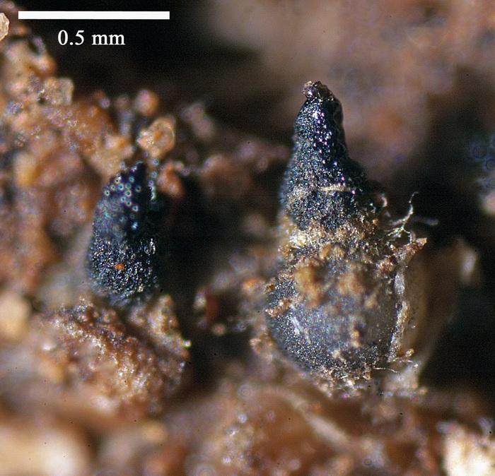 macrostoma