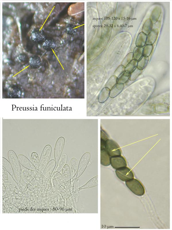 macrostoma