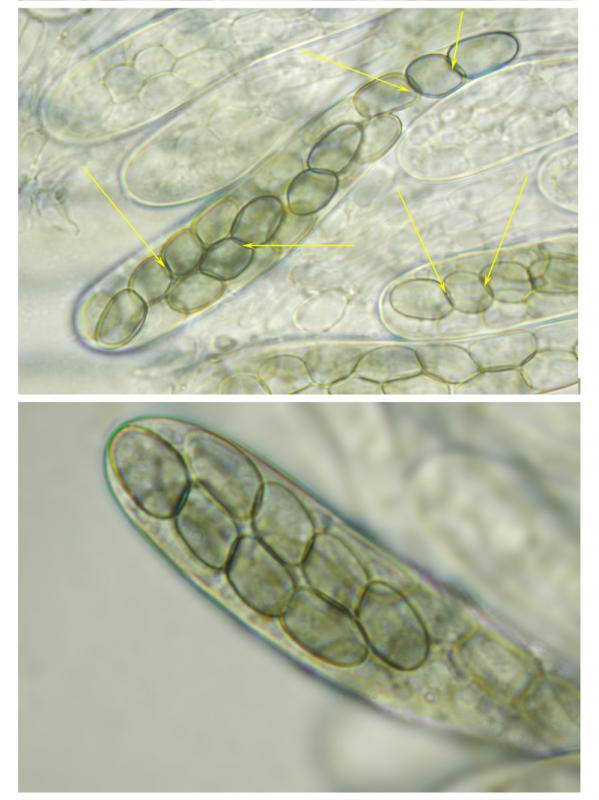macrostoma