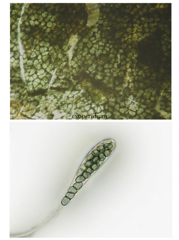 macrostoma