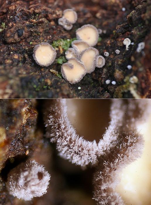 macrostoma