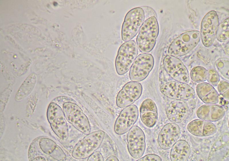 macrostoma