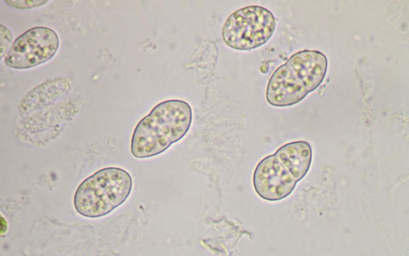 macrostoma