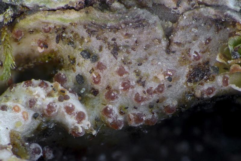 macrostoma