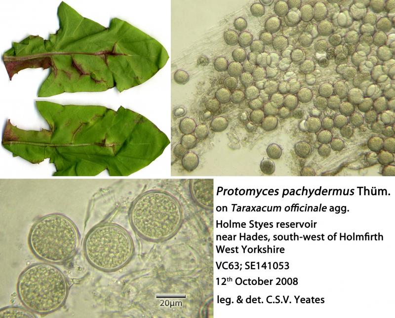 macrostoma