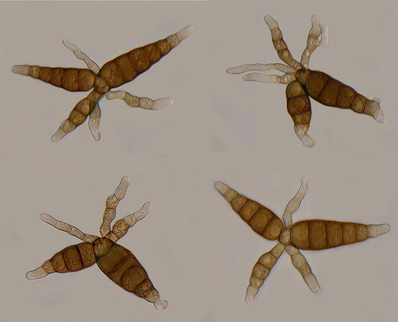 macrostoma