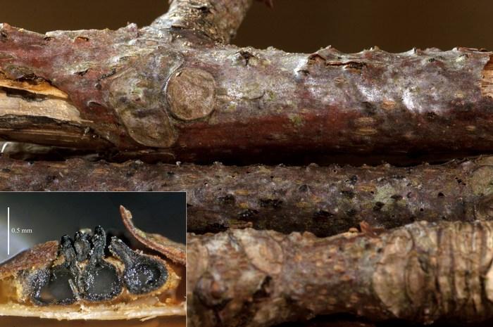 macrostoma